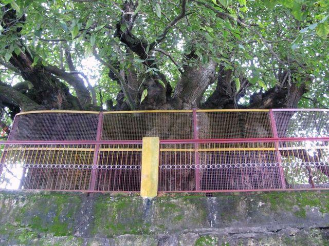 The Ancient Tree That Still Grants Wishes